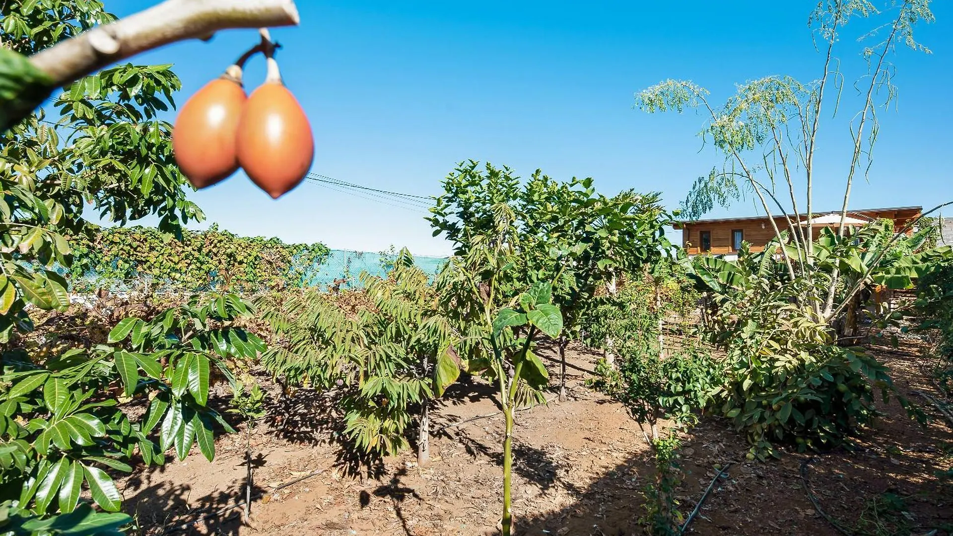 Apartamento las Viñas 2 Icod De Los Vinos